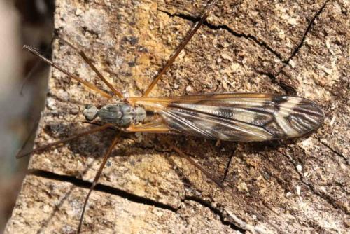Tipula winthemi